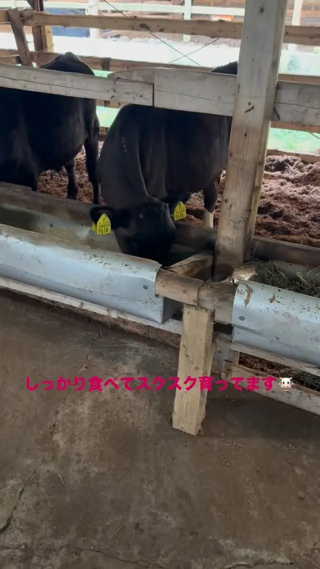 今日も元気🐮