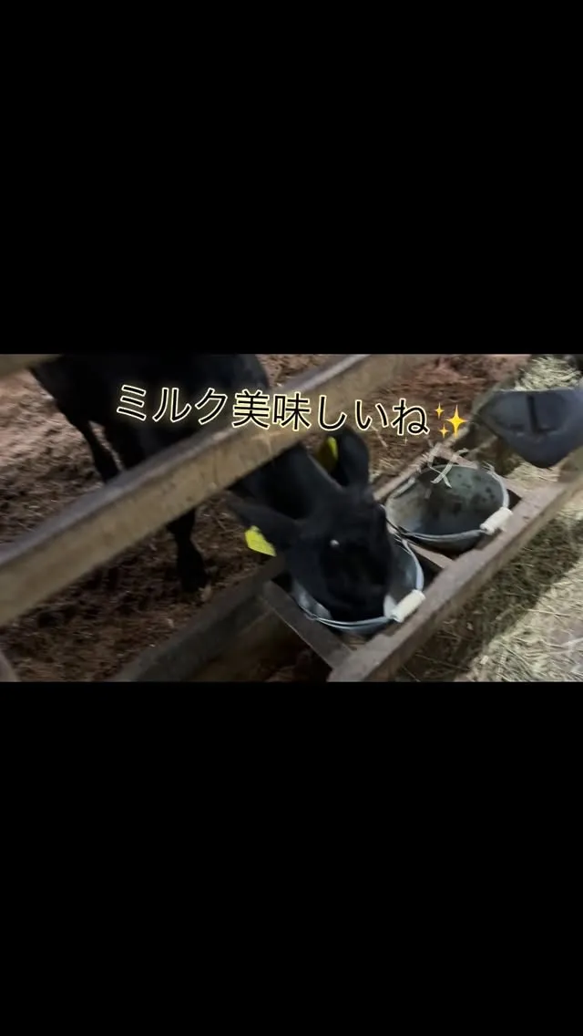 生後3ヶ月の子牛って、本当に可愛いですよね🐄💕！まだ体は小さ...
