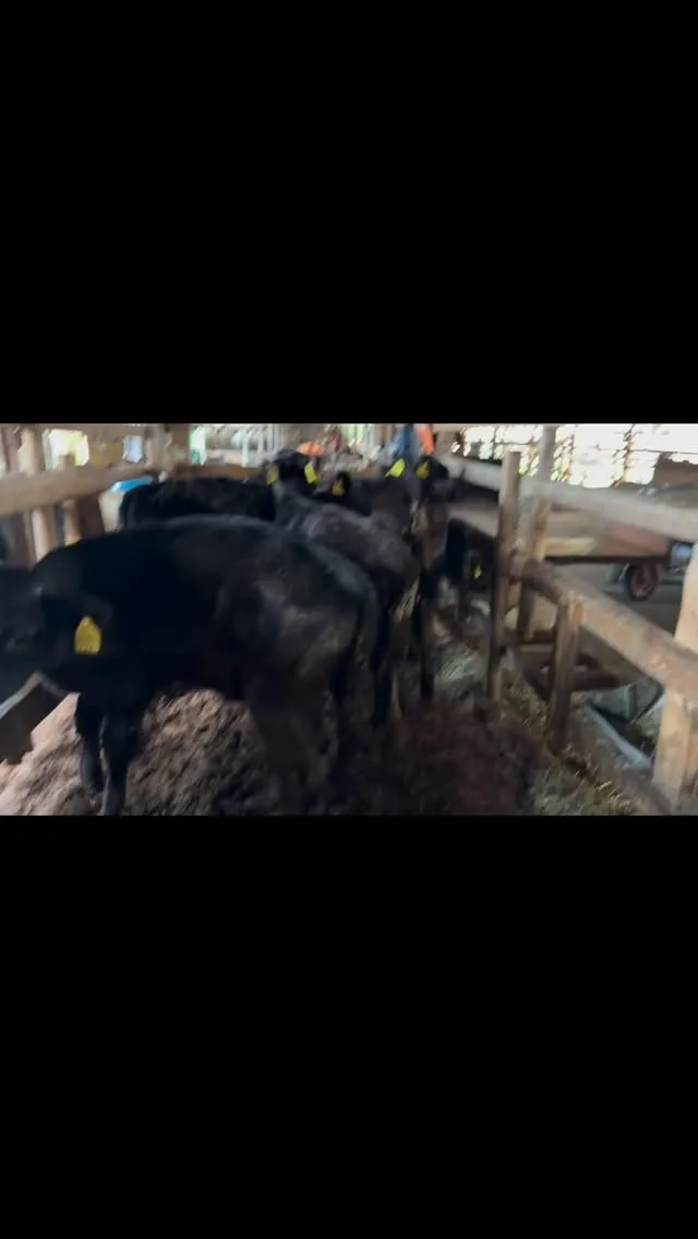 本日は、離乳した牛たちを新しいお部屋に移動しました🐮✨。