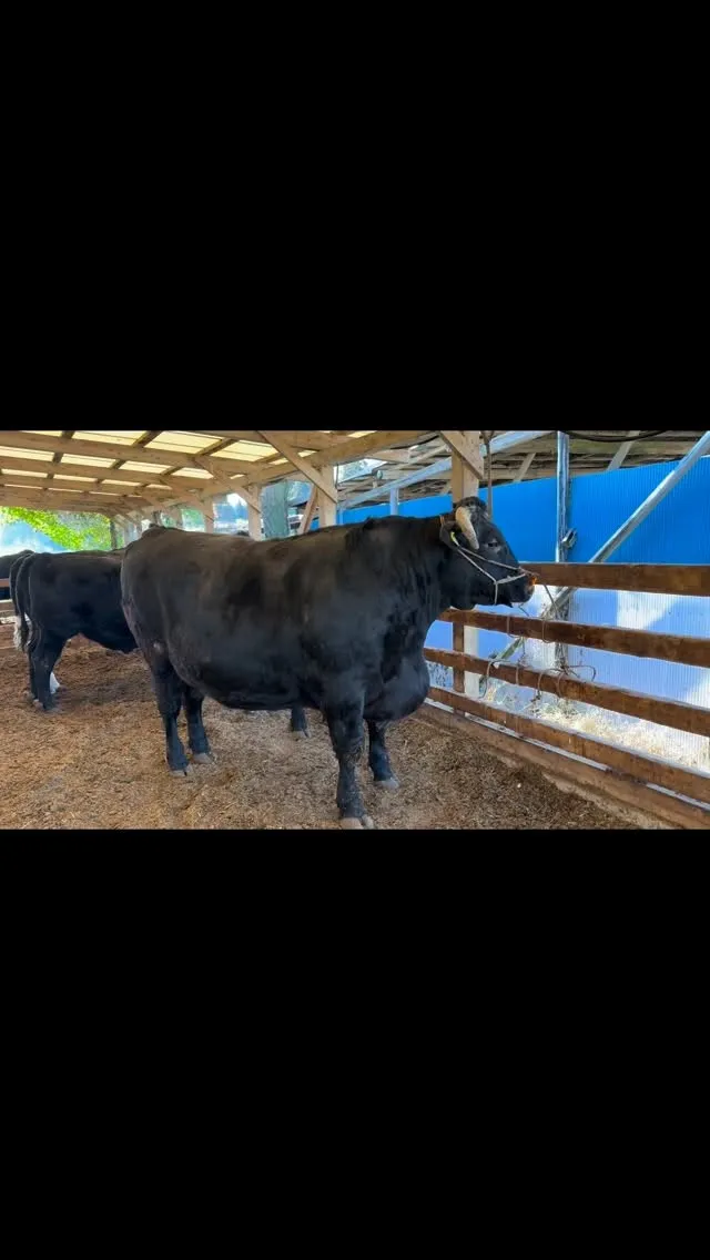 本日はなんと、推定1トンもの重さに成長した牛を出荷しました🐄...