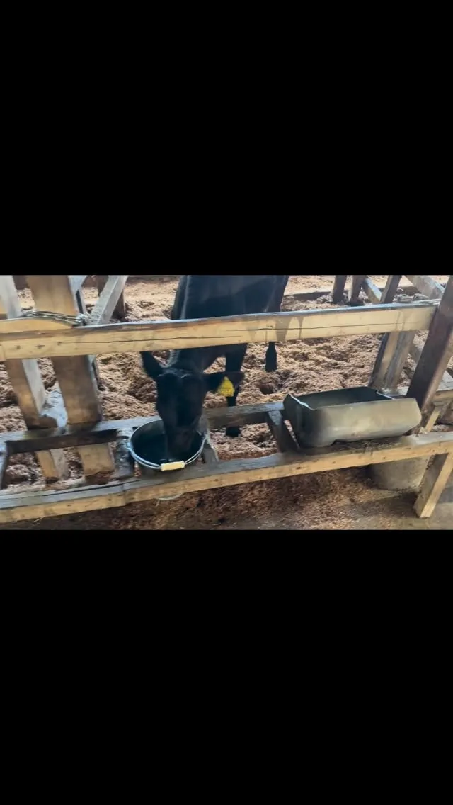 新しく子牛を10頭導入しました！これから、この子牛たちがすく...