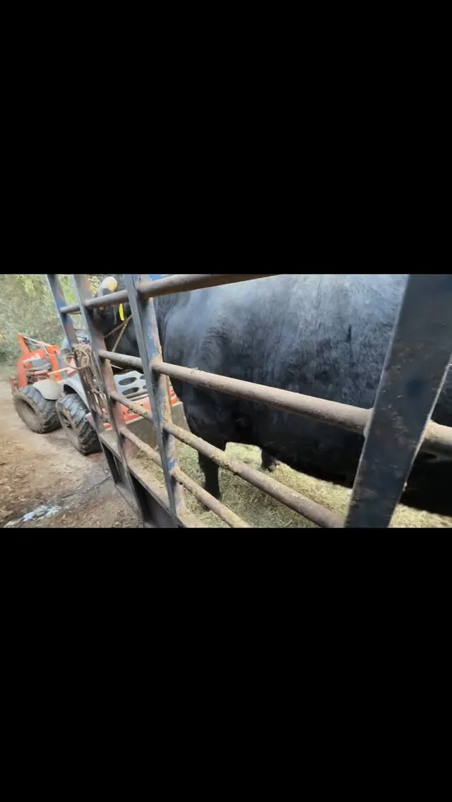 今年最後の牛の出荷がありました🐄✨。