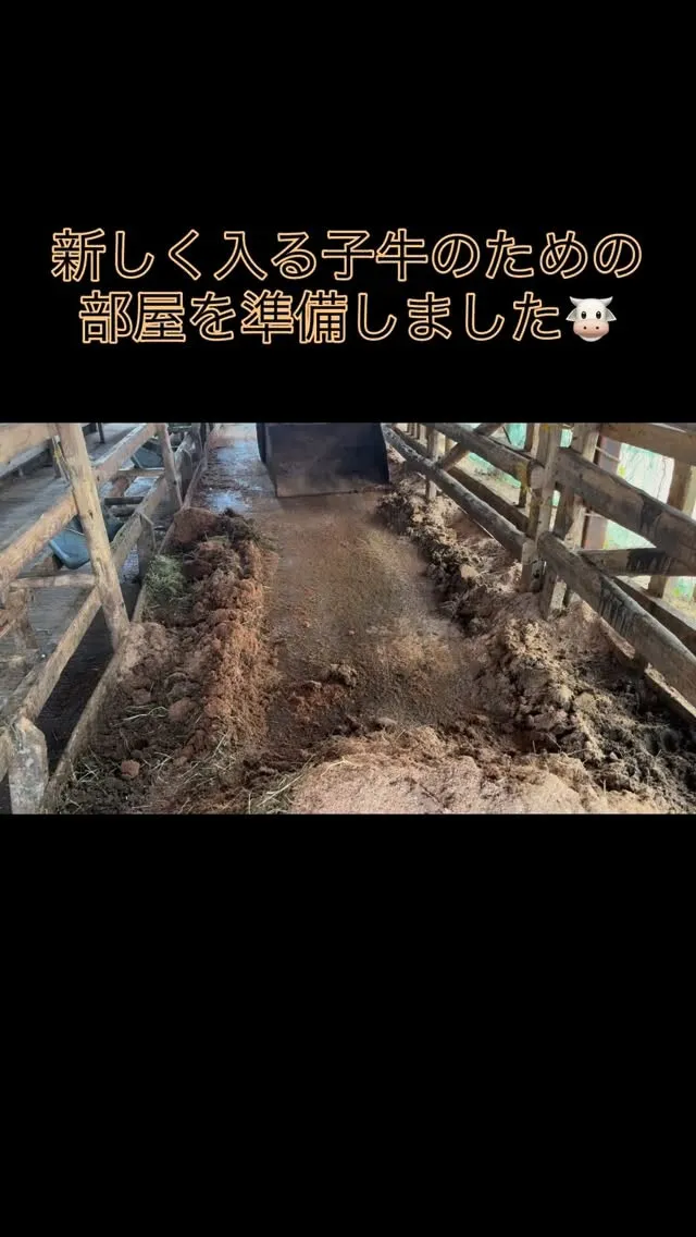 今日は牧場で新しい子牛たちを迎えるための準備をしました😊まず...