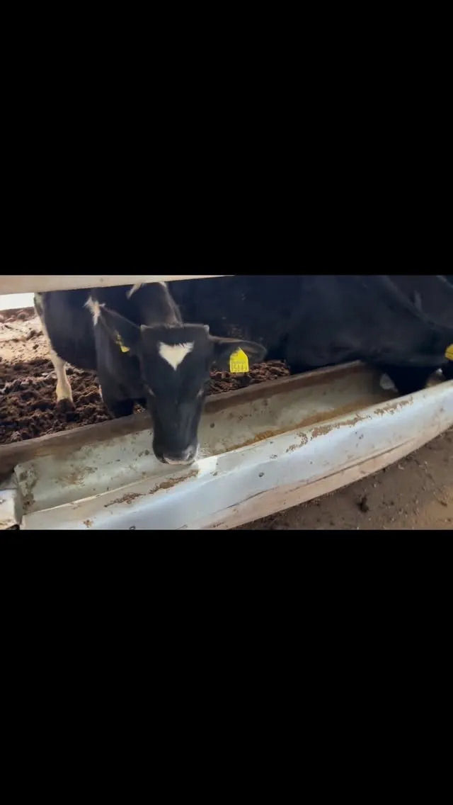 子牛たちが元気にお食事タイムを迎えています🐮🍽️。