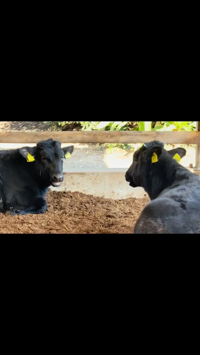 牛の反芻についてご紹介します🌿。