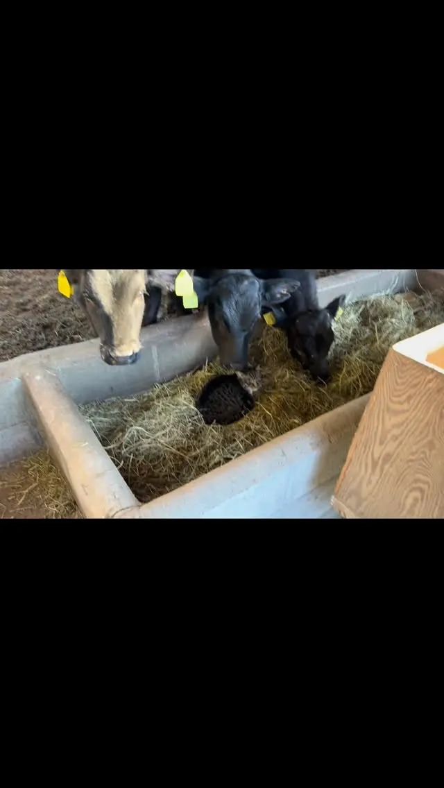 農場ではこんな穏やかな一コマがあります。