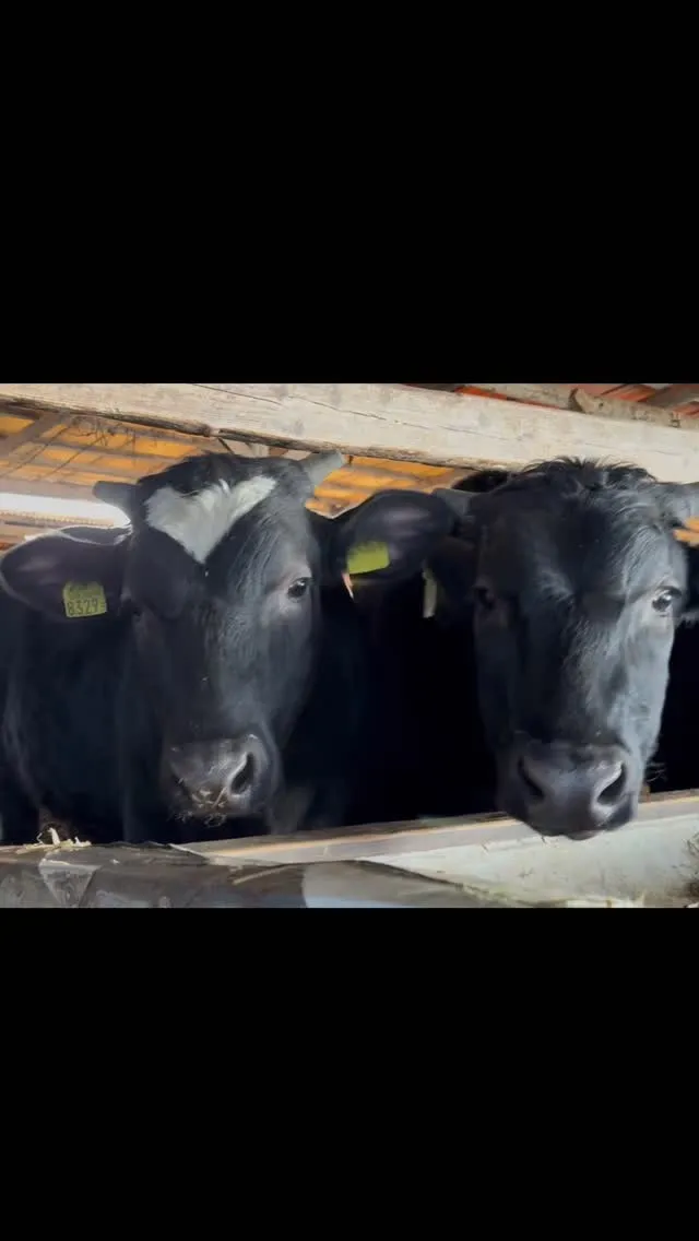 🌅明けましておめでとうございます！🐄今年も皆様にとって素晴ら...
