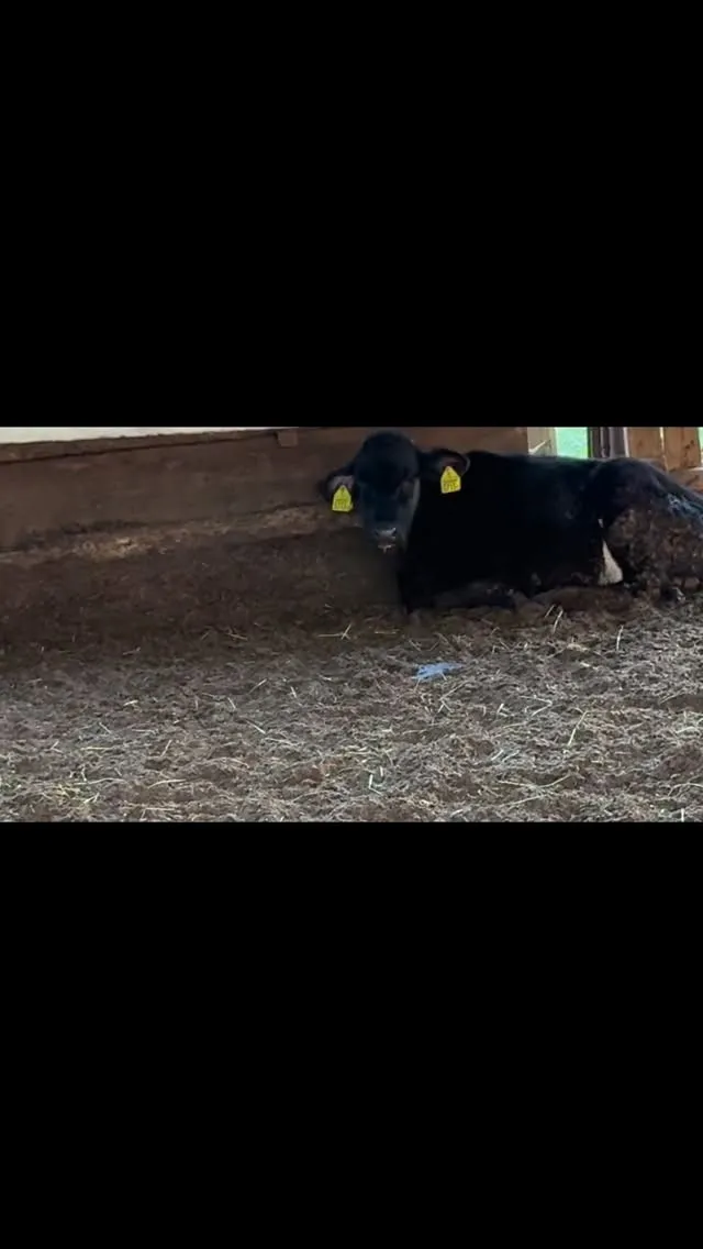 今日は農場の牛たちの中で、大切な1頭が風邪をひいてしまったん...