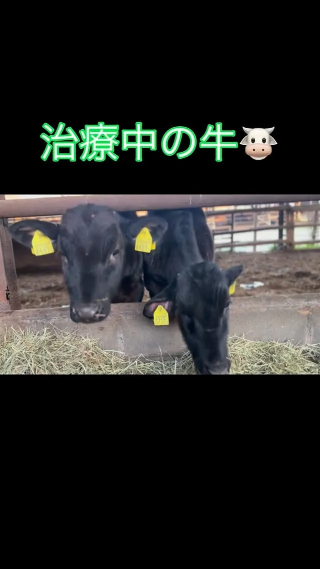農場で治療中だった牛が、喜ばしいことに回復の兆しを見せていま...
