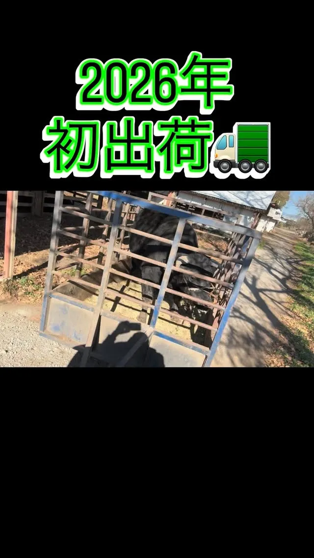 本日は森光牧場にとって2026年の初出荷の日を迎えました🌟。