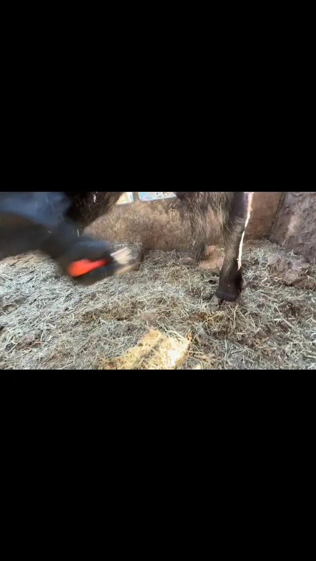 今日は4頭の牛を出荷しました🐄✨。