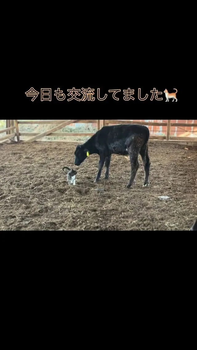 今日は牧場の一瞬をお届けします🐄✨。