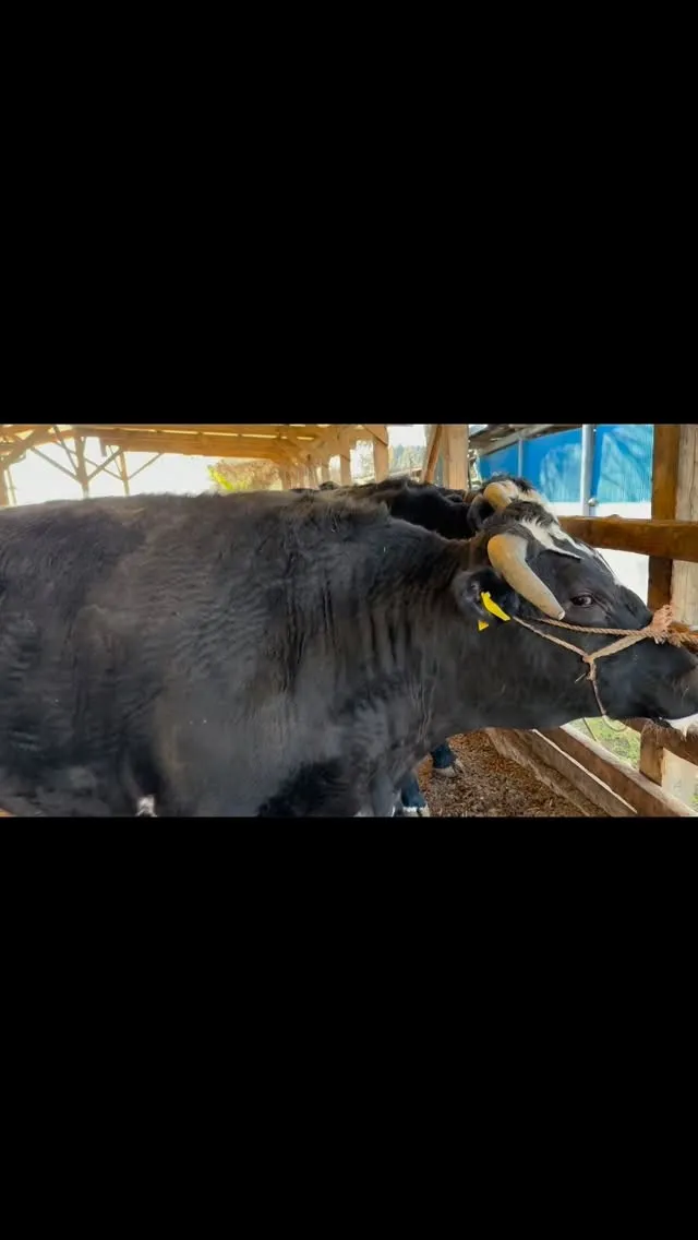 今日は6頭の牛を元気に出荷することができました😊。