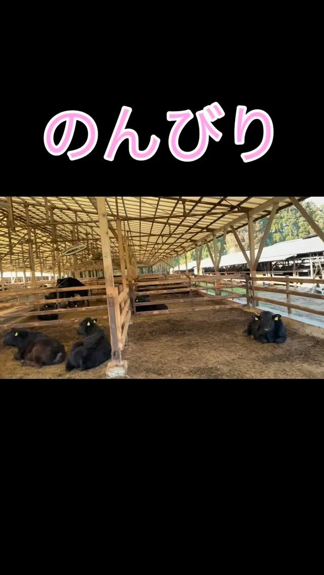 牧場の日常には、特別な静けさと温かさがありますね。