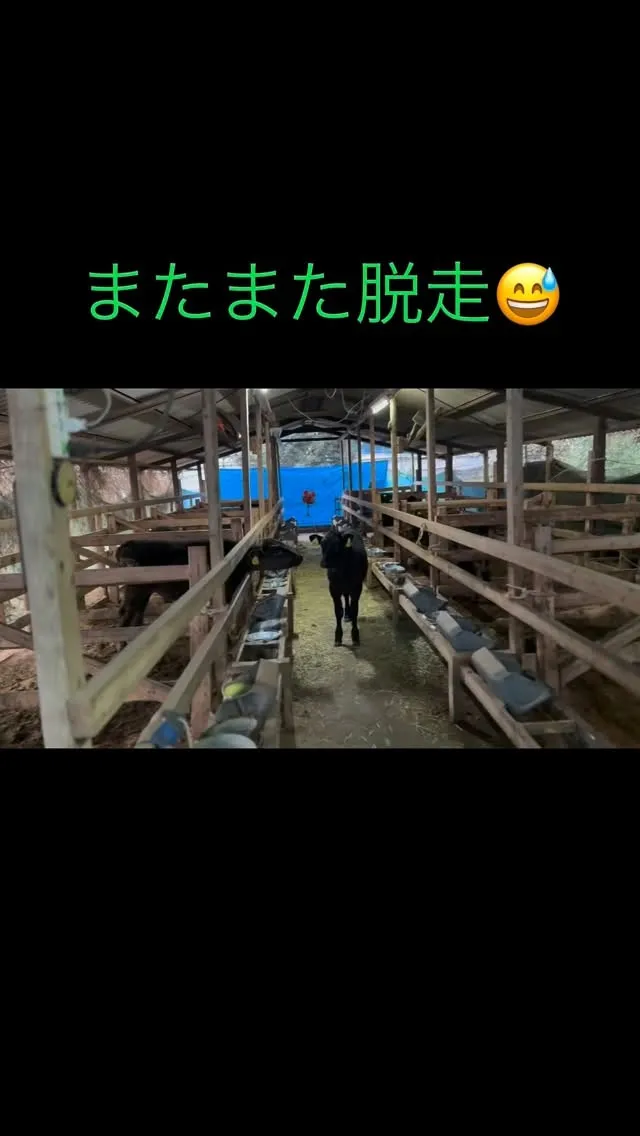 今朝も、あの子牛が牧場からまた脱走して見つかりました。