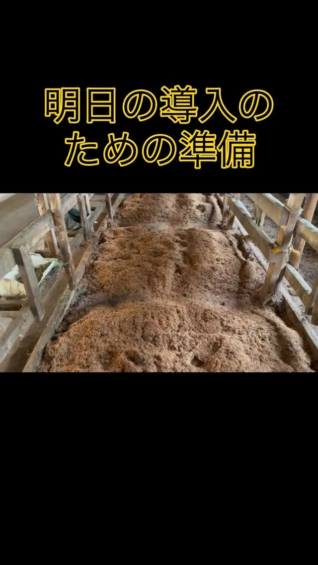 明日は我が牧場に新しい子牛を12頭迎える予定です🐄✨。
