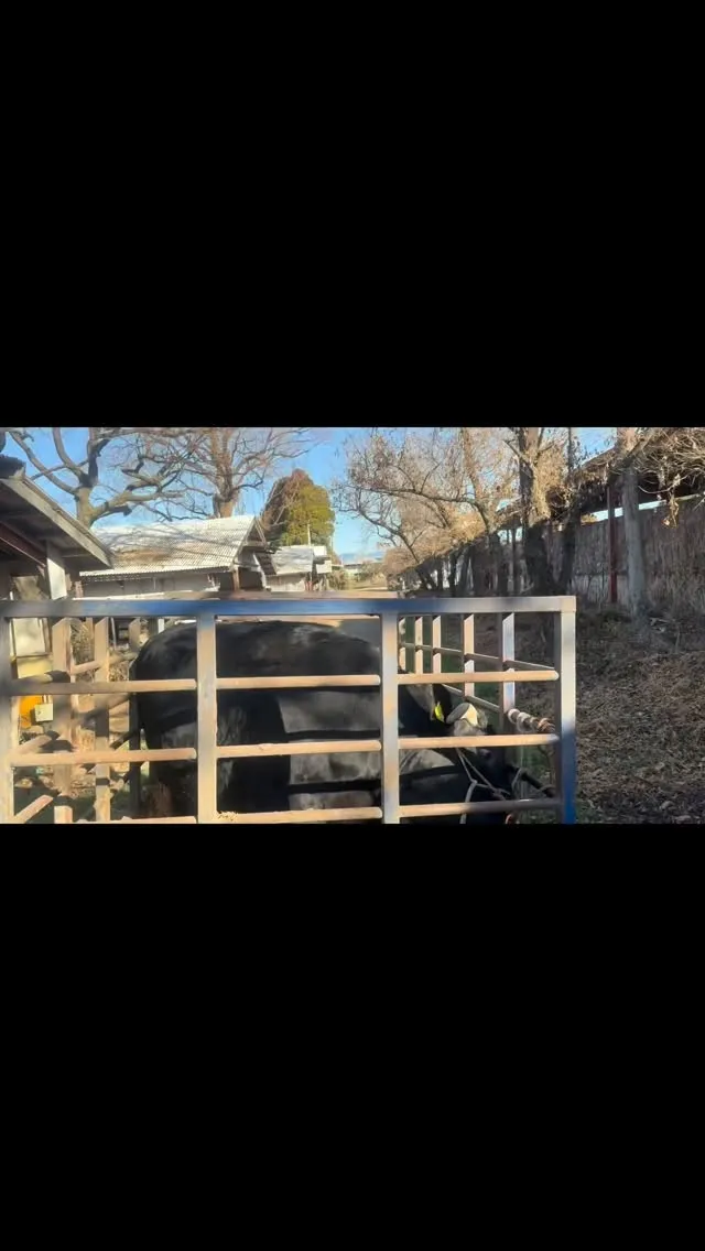 本日は、4頭の元気な牛を出荷しました！彼らの成長を見守ってき...