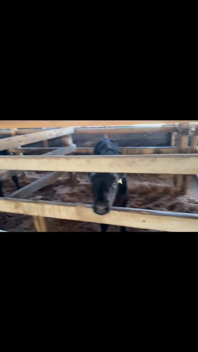 子牛たちが新しい生活に少しずつ慣れていく様子を見るのは本当に...