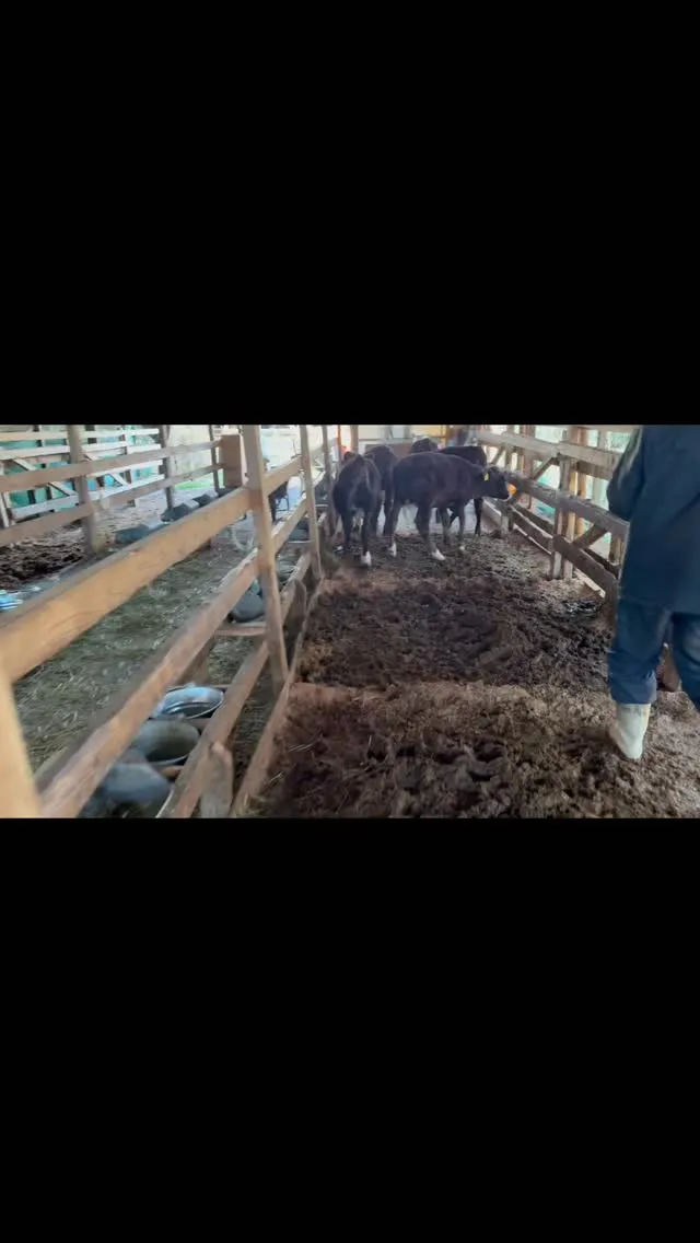 今日は離乳した子牛たちを広々とした新しい場所に移動させました...