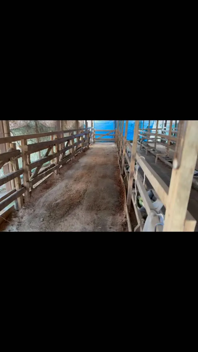 新しく入る子牛たちのために、心を込めて部屋を準備しました！🛏...