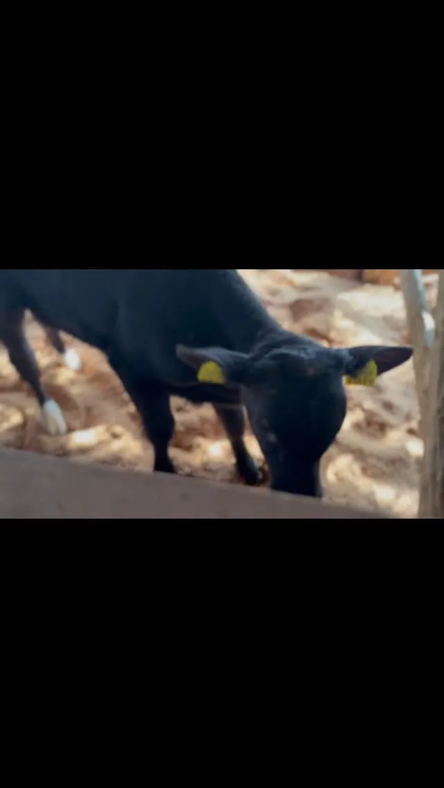 本日は新しく8頭の子牛が仲間入りしました🐄✨！みんな愛嬌があ...