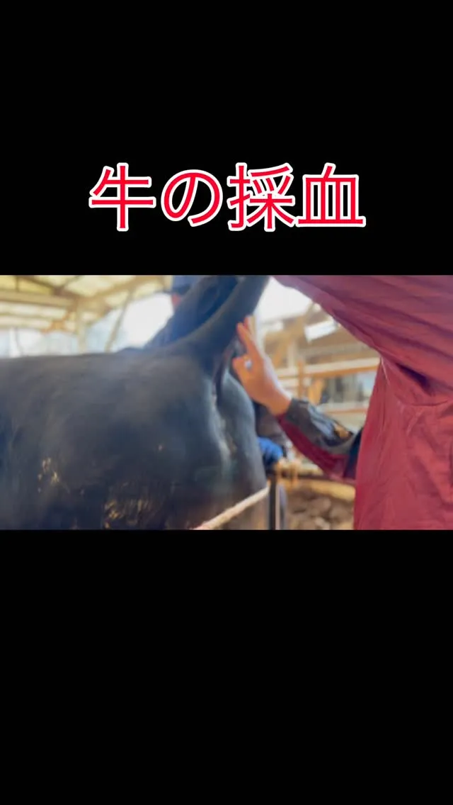 本日は牛の採血を行いました🐄。