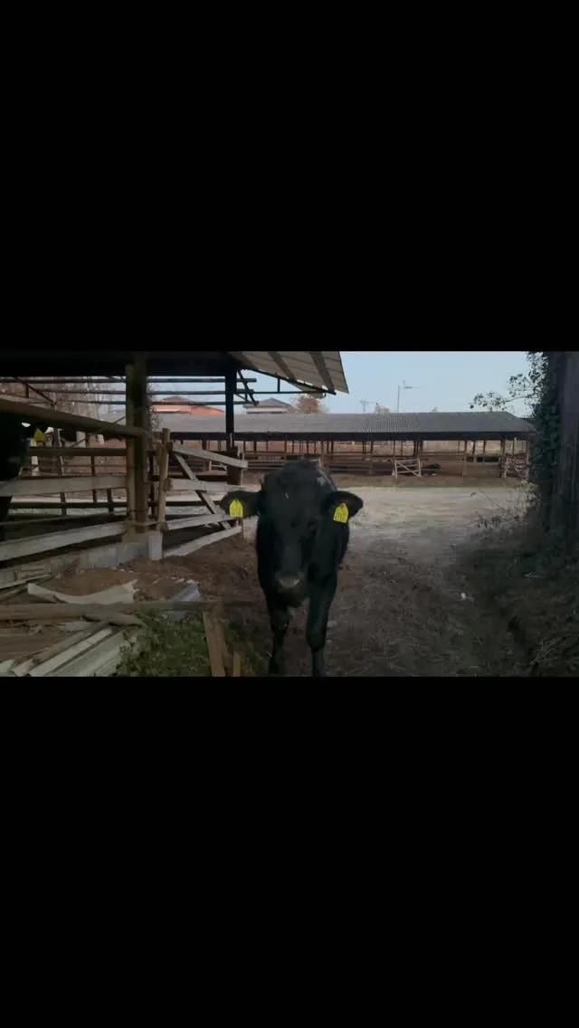 今日も牧場の見回り中に、脱走している牛を発見しました🐄！近づ...