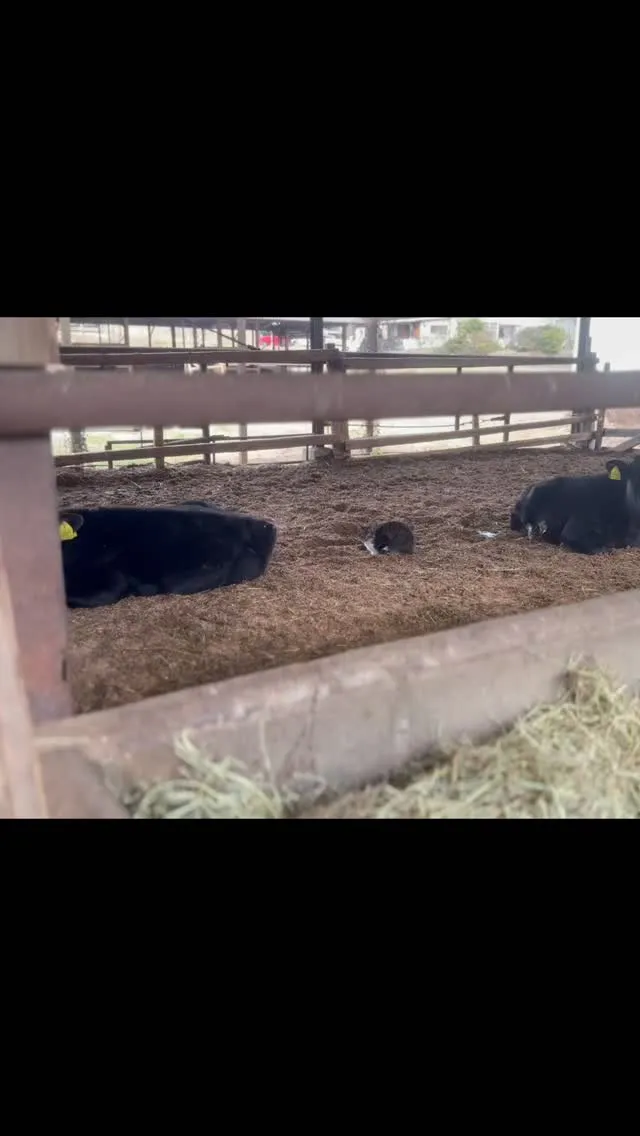 子牛の牛舎で、小さな子猫ちゃんが当たり前のように寝巻いている...