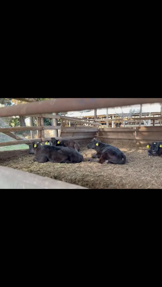 今日も牧場では、のんびりとした時間が流れています⛅️。