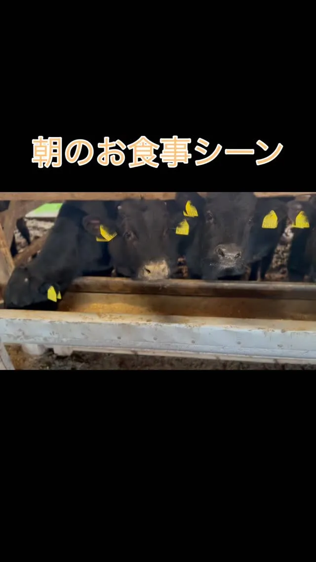 朝の食事タイム🐮🌅をご紹介します！牧場では、様々な個性を持っ...