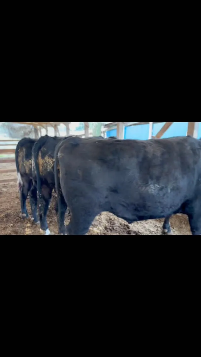 本日は5頭の愛情込めて育てた牛を出荷しました。