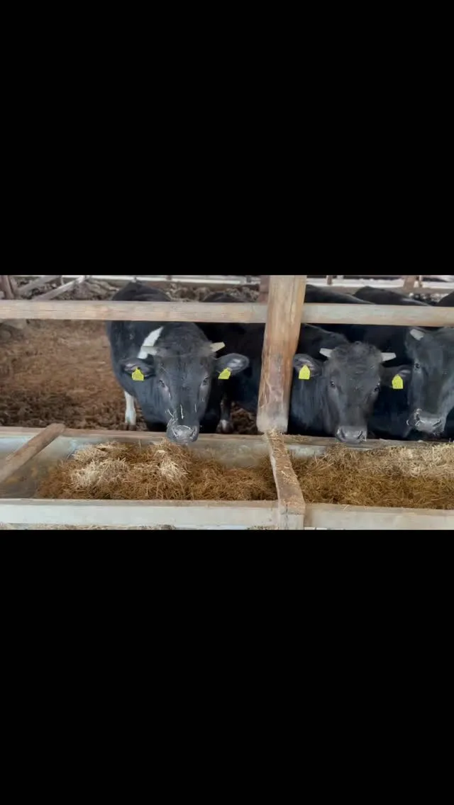 今日は農場の日常を少しご紹介しますね。