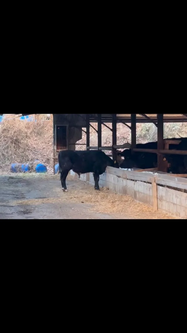 本日はまた素敵なエピソードがありました！✨朝早くから牧場で脱...