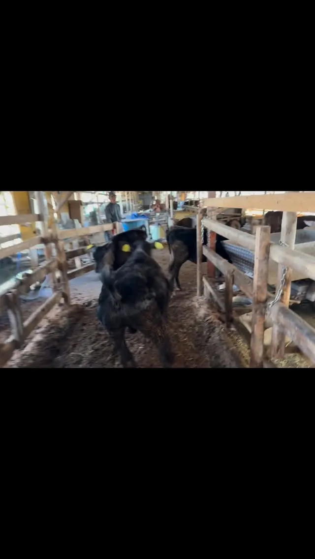 本日は離乳した牛たちを新しい場所へ移動させる日でした🛤️🐄。