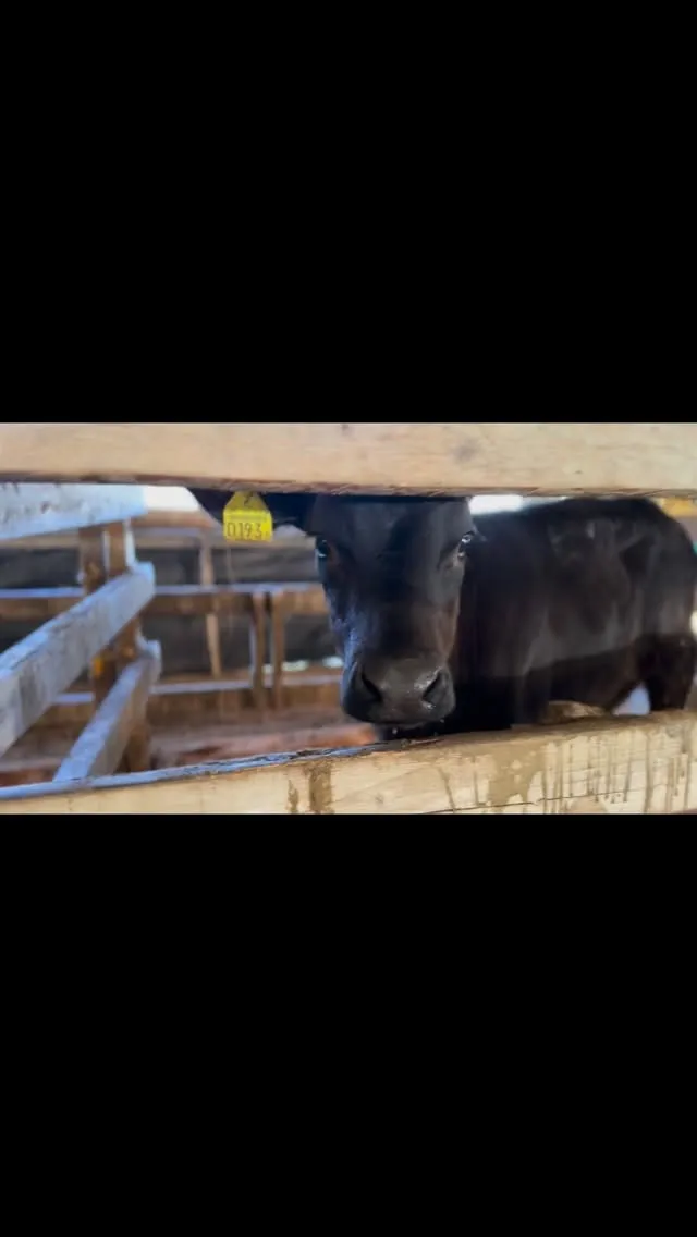 本日は、牧場に新しい仲間として10頭の子牛を迎え入れることが...