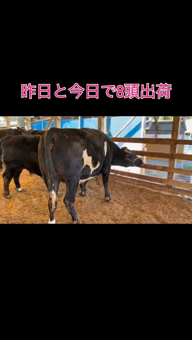 昨日と今日で8頭の牛を出荷しました🐄✨。