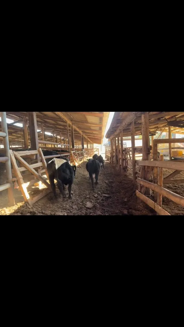 本日は26頭の牛たちを新しい部屋へお引越しさせました🐄✨。