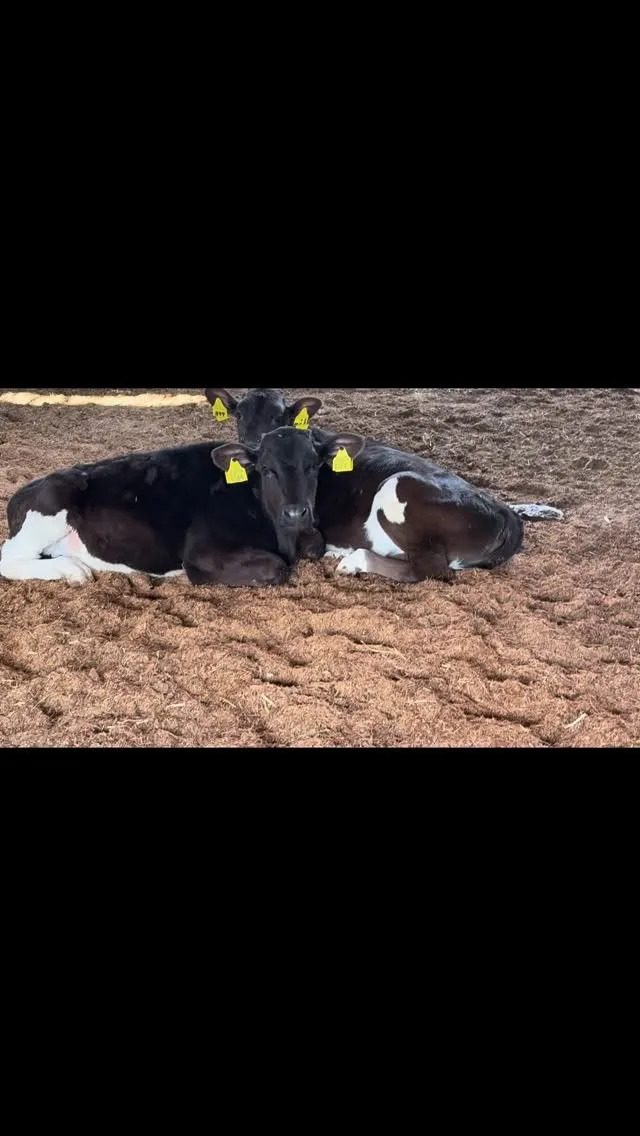 今日も牧場では、ゆっくりと過ごしている牛たちがいます🐄☀️。