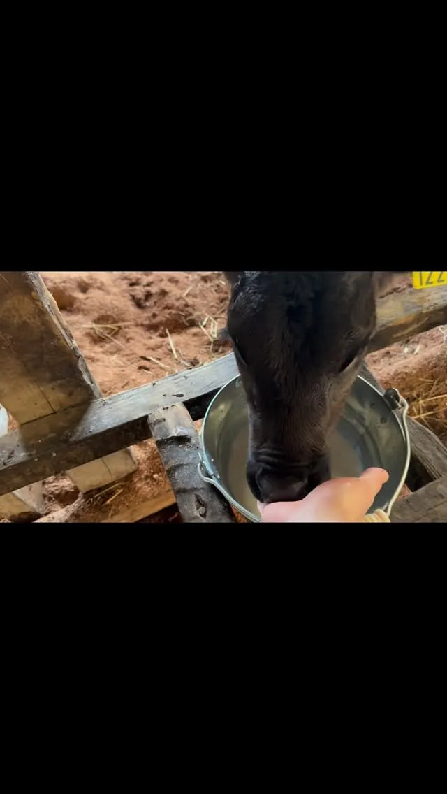 先週、新しくうちの牧場にやって来た子牛が、初めてひとりでミル...