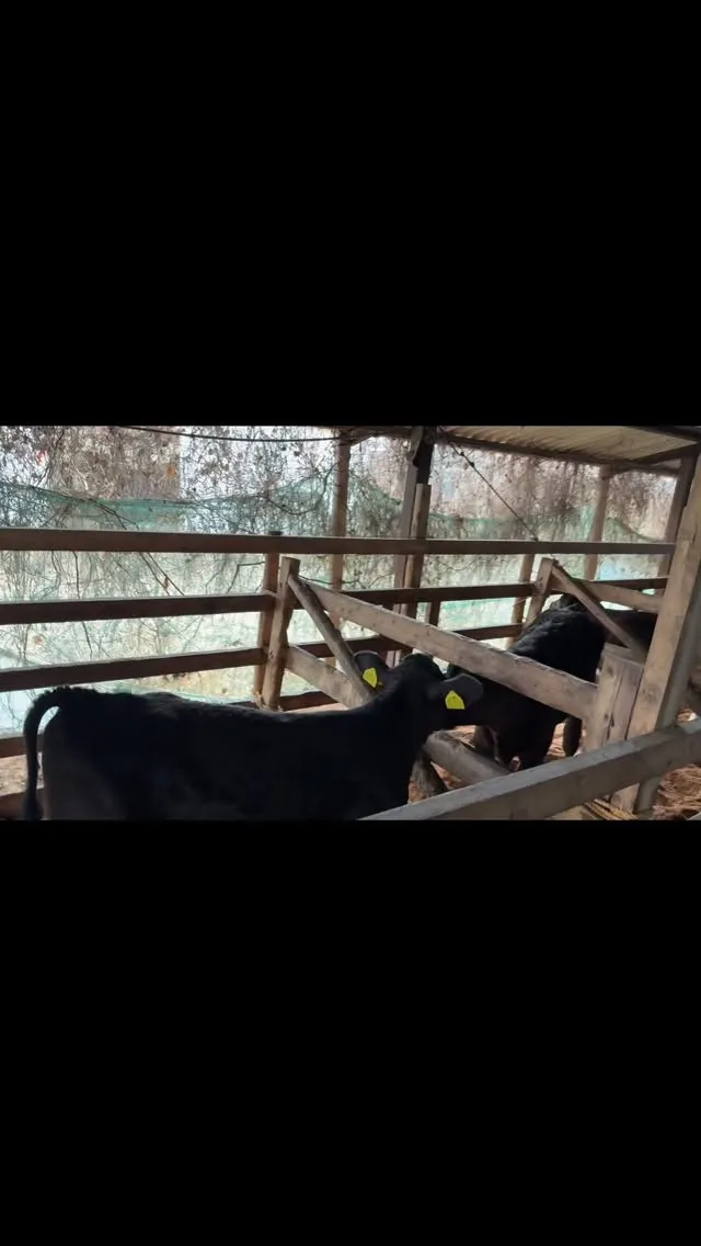 今日は新しい家族が増えました✨なんと10頭の可愛い子牛たちが...