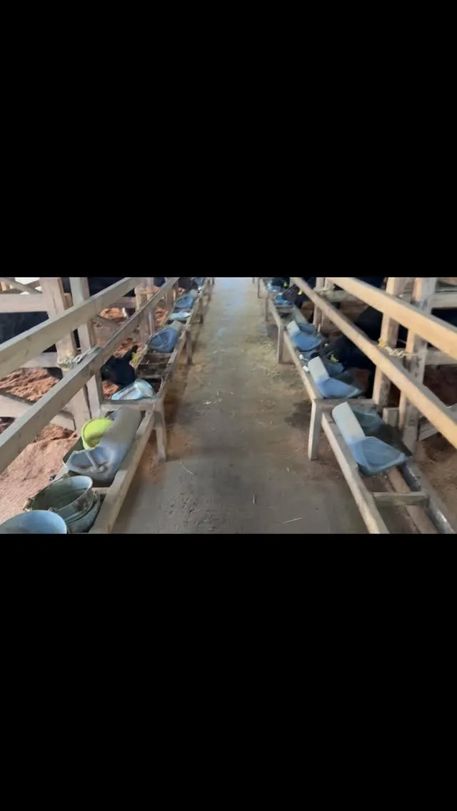 導入4日目の子牛たちは元気いっぱいで、ミルクを飲むたびにバケ...