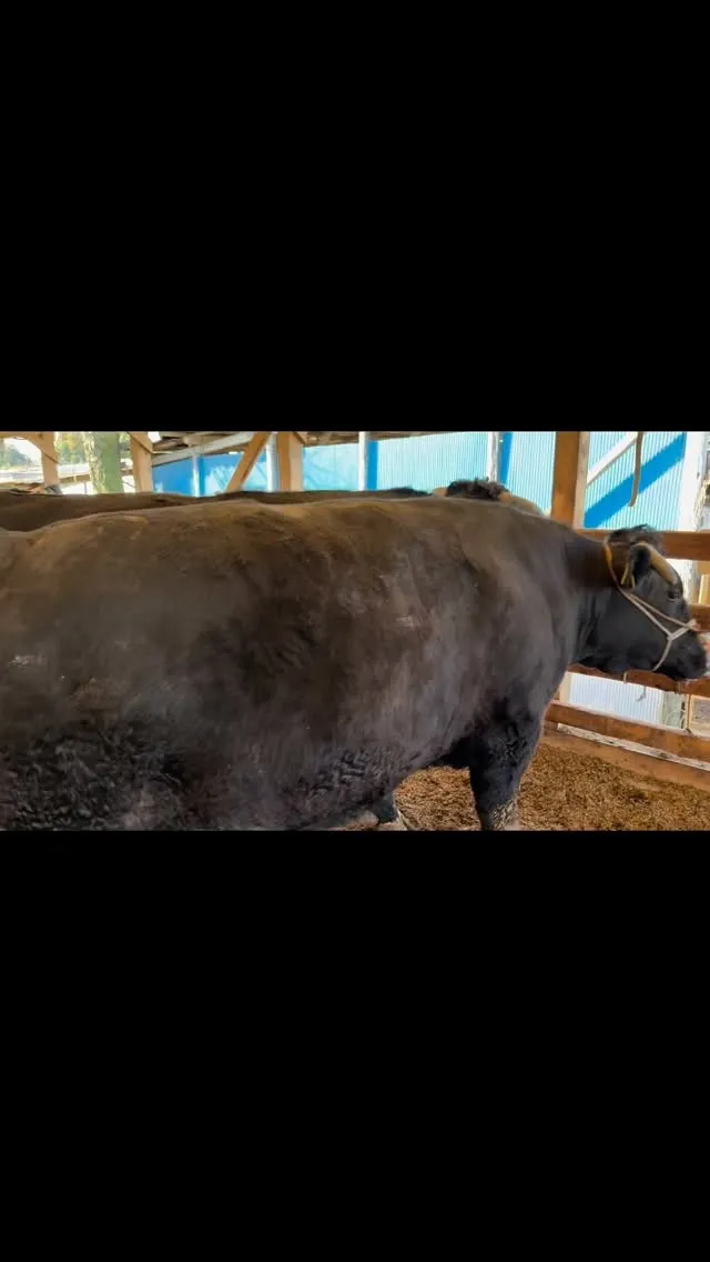 本日は今月最初の出荷日となり、6頭の牛を無事に送り出しました...