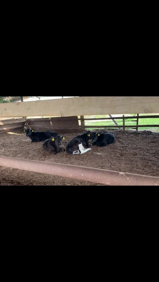 今日は牧場でのんびりとしたひとときを過ごしました。