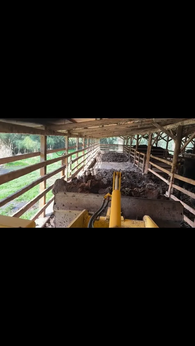 本日も牛舎の堆肥出しを行いました🐄✨。