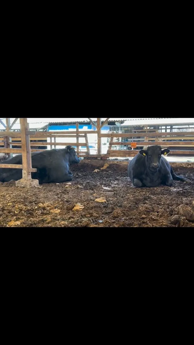 今日も牧場では、出荷前の牛たちがのんびりと過ごしています🐄✨...