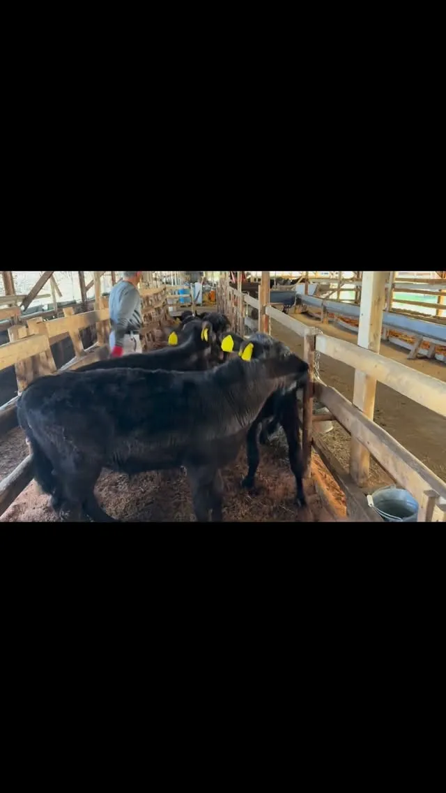 本日、私たちの牧場では、新たに離乳した牛たちの移動を行いまし...