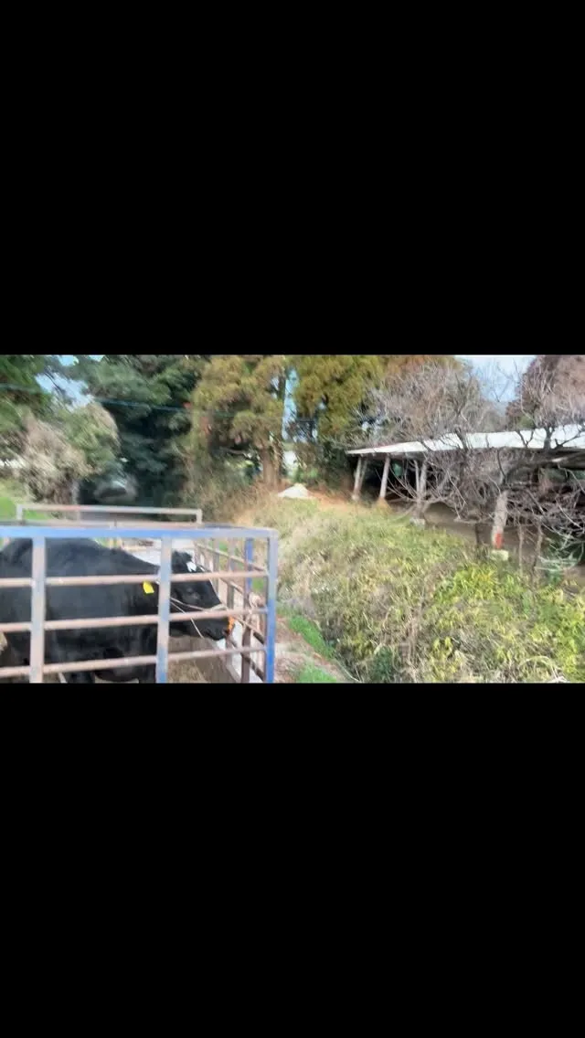 今日は、牧場で育った5頭の牛を出荷する日でした🐄✨。