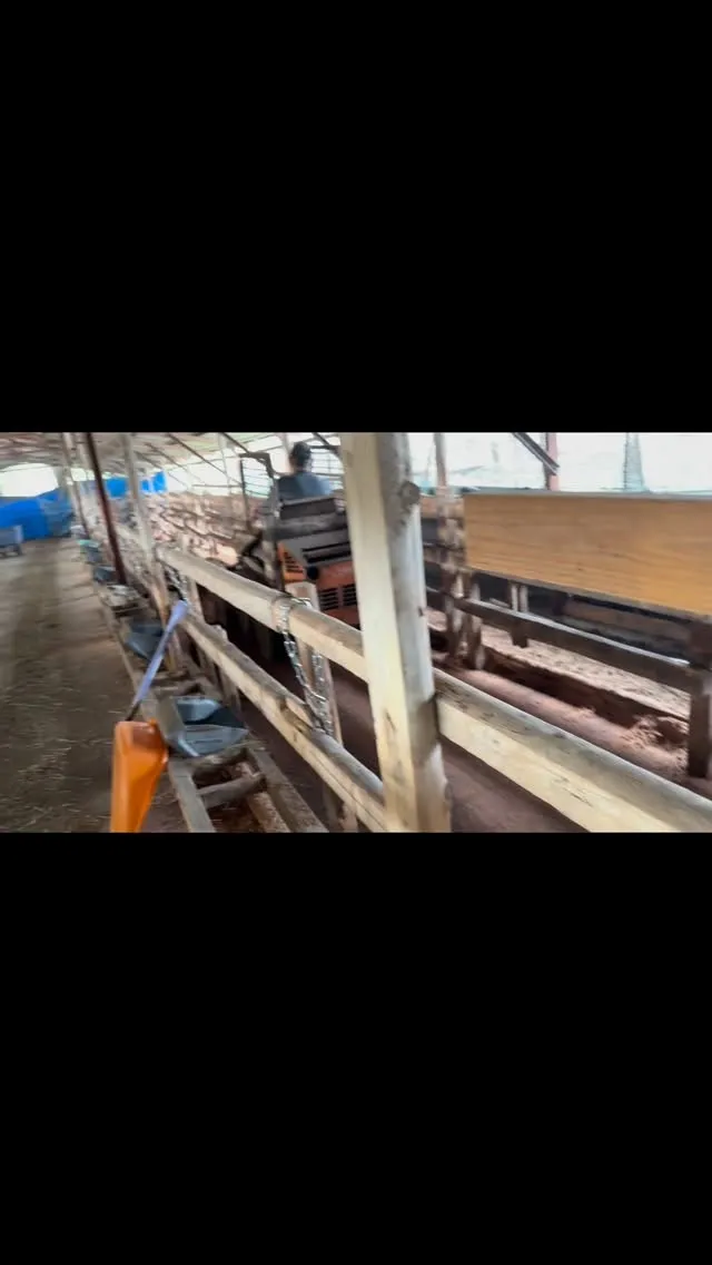 新しい子牛🐄を迎えるために、私たちは部屋を徹底的に掃除しまし...