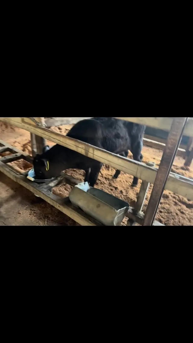 子牛導入2日目🐄✨ミルクをバケツで飲む姿がなんとも愛らしいで...