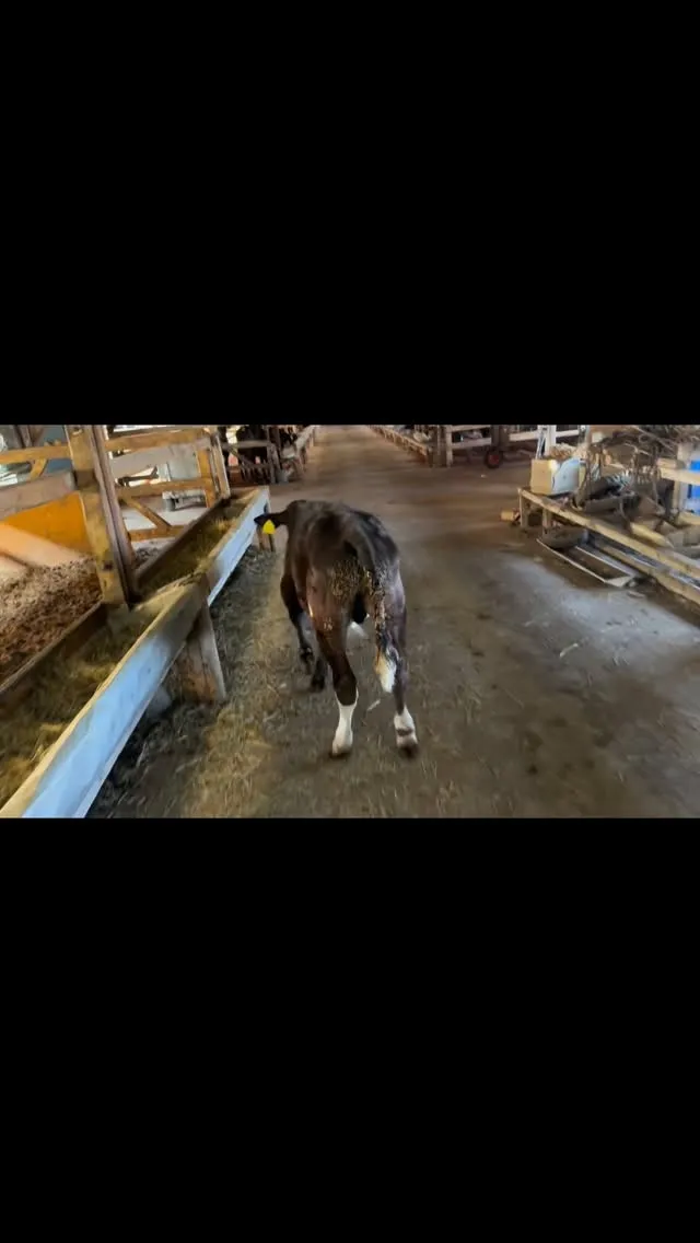 今日はちょっとした冒険がありました！😊うちにいる子牛が、なん...